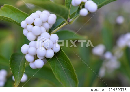 コシロシキブ（小白式部）シロシキブ 95479533