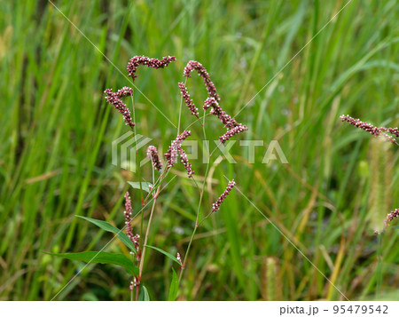 タデ科オオイヌタデ タデ科オオイヌタデ 95479542