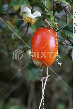白いお茶の花とぶら下がる赤いカラスウリの実 白いお茶の花とぶら下がる赤いカラスウリの実 95479550