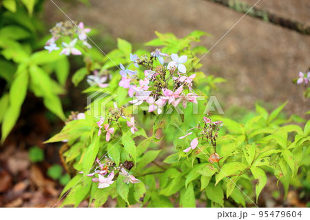 ヤマアジサイの花　伊予絞り 95479604