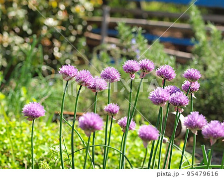 チャイブの花の群生 チャイブの花の群生 95479616