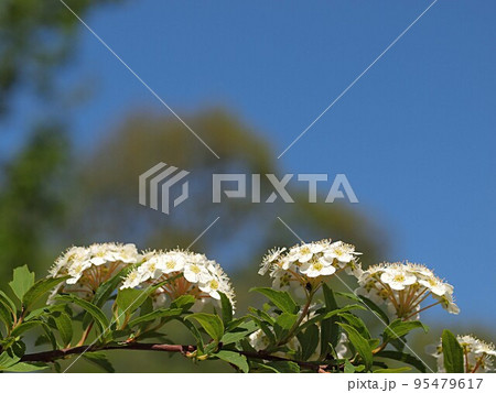 コデマリの花とコピースペース 95479617