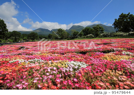 くじゅう連山とリビングストンデージー畑 くじゅう連山とリビングストンデージー畑 95479644