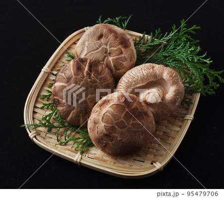 生どんこ 95479706