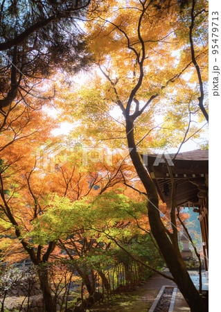 鎮国寺頂峯院 大師堂の秋の風景 鎮国寺頂峯院 大師堂の秋の風景 95479713
