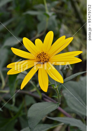 黄色の菊芋（キクイモ）の花 95479752