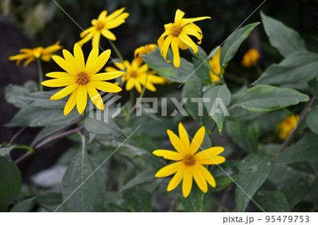 黄色の菊芋（キクイモ）の花 95479753