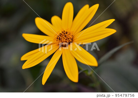 黄色の菊芋(キクイモ)の花 黄色の菊芋(キクイモ)の花 95479756