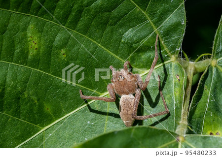 脚を失ったイオウイロハシリグモ 95480233