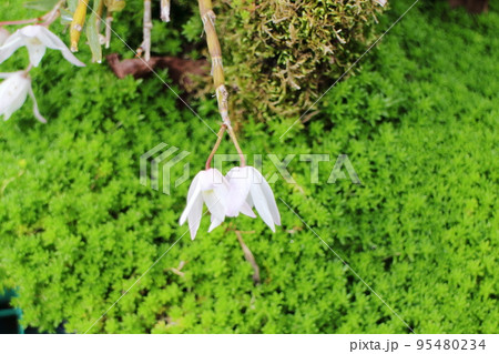春の陽気に花咲かせる白蘭 春の陽気に花咲かせる白蘭 95480234