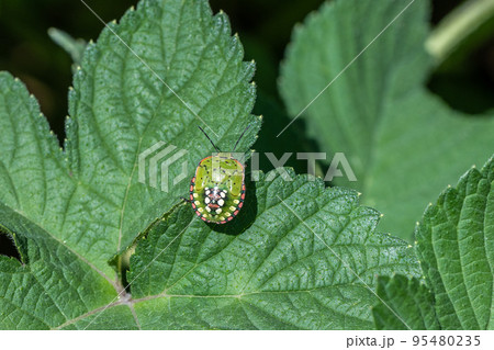 アオクサカメムシ幼虫 95480235
