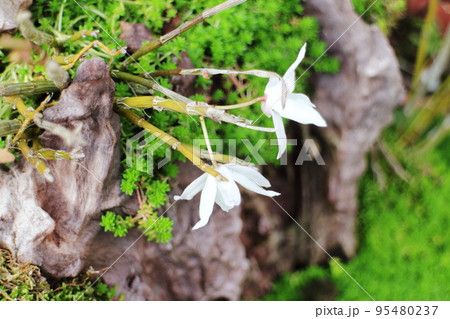 流木に張り付く白蘭の花 流木に張り付く白蘭の花 95480237