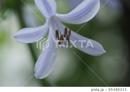 アガパンサスの花のアップ 95480315