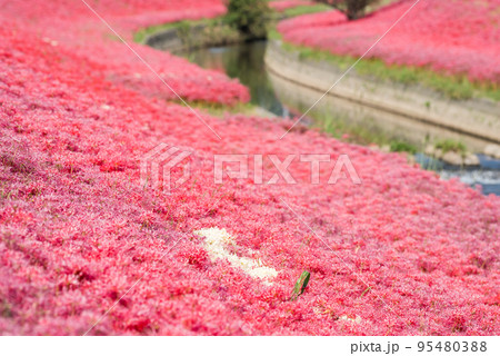 【逢妻女川の彼岸花】川沿いの見頃を迎えた彼岸花 95480388
