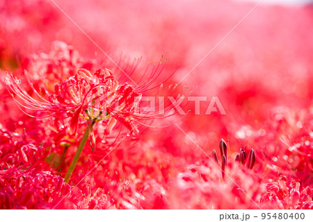 【逢妻女川の彼岸花】見頃を迎えた彼岸花 【逢妻女川の彼岸花】見頃を迎えた彼岸花 95480400