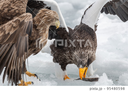 知床　冬 95480598