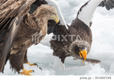 知床　冬 95480599