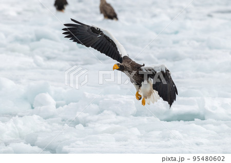 知床　冬 95480602