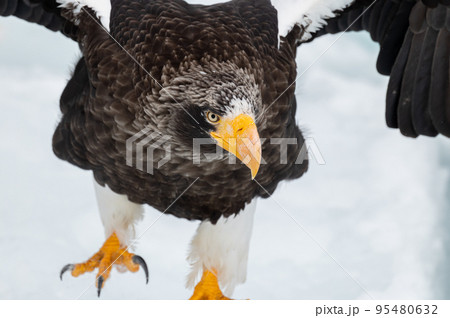 知床　冬 95480632