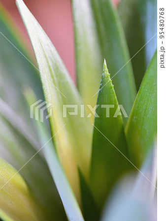 パイナップル 95480768