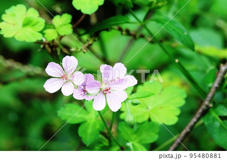 薄ピンク色のアカバナゲンノショウコ(赤花現の証拠) 薄ピンク色のアカバナゲンノショウコ(赤花現の証拠) 95480881