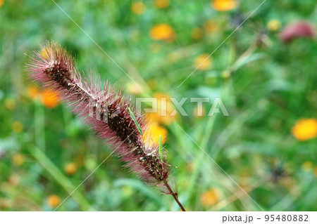 ムラサキエノコログサの花穂を食べるクモヘリカメムシ（蜘蛛縁亀虫） 95480882