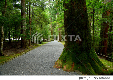 瀧原宮参道　【三重県度会郡大紀町滝原】 95480888