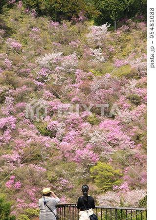 春の絶景を眺める 95481088