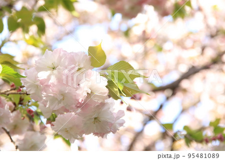 松月桜 松月桜 95481089