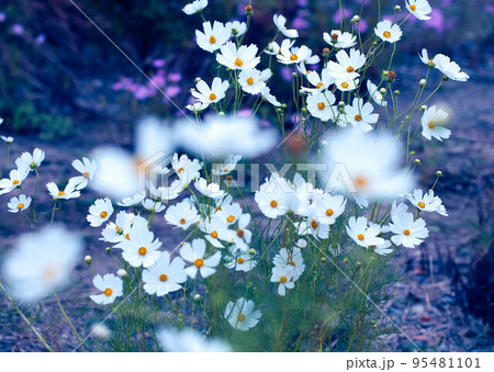 白い秋桜 95481101