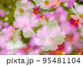鮮やかな秋桜 95481104