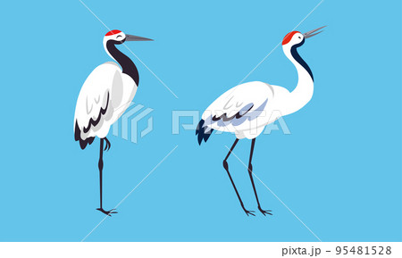 Beautiful Japanese cranes. White stork, egret, heron elegant birds vector illustration 95481528