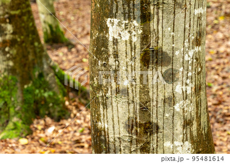 雨のブナ 雨のブナ 95481614