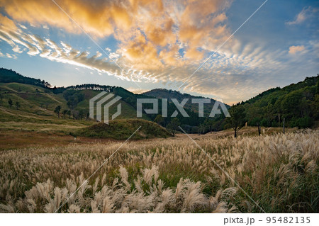 初秋のススキの草原 95482135