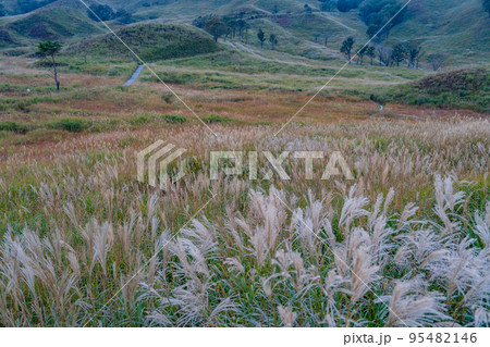 初秋のススキの草原 95482146