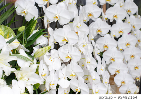 開店祝い・胡蝶蘭 95482164