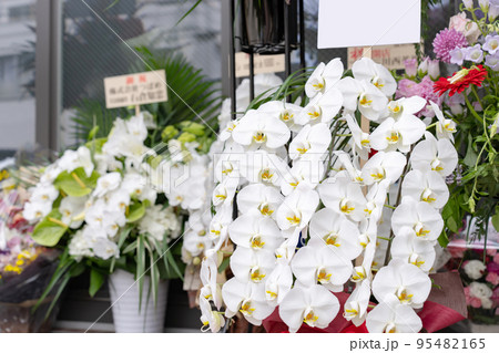 開店祝い・胡蝶蘭 95482165