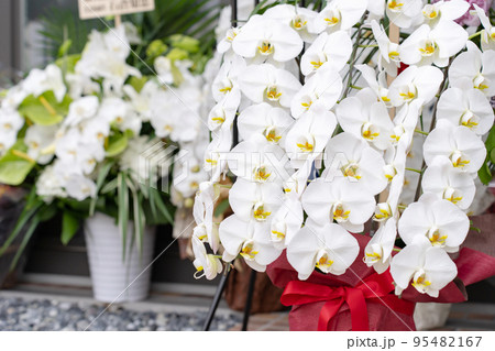 開店祝い・胡蝶蘭 開店祝い・胡蝶蘭 95482167