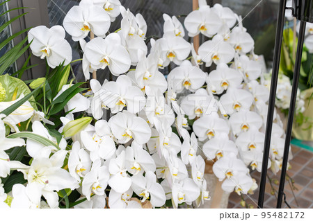 開店祝い・胡蝶蘭 95482172