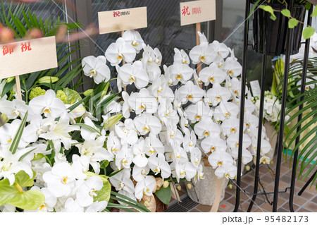 開店祝い・胡蝶蘭 開店祝い・胡蝶蘭 95482173