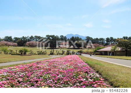 春の吉野公園の美しい風景 春の吉野公園の美しい風景 95482226