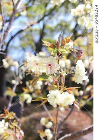 緑色の可愛いウコン桜 緑色の可愛いウコン桜 95482234