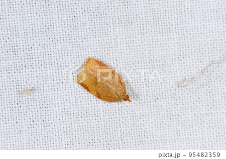 ウスコカクモンハマキ（沖縄県・石垣島） 95482359