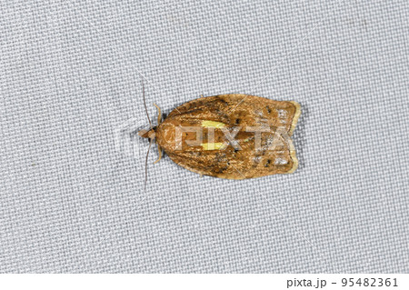 ウンモンキハマキ（北海道・層雲峡） 95482361