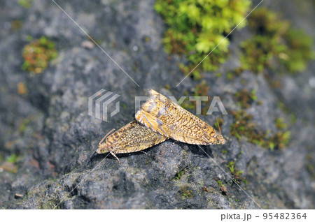 交尾するオオナミスジキヒメハマキ（北海道・知床） 95482364