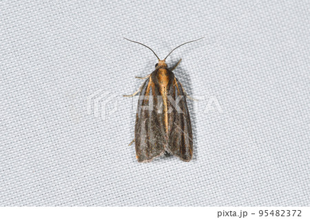 クロタテスジハマキ（北海道・知床） 95482372