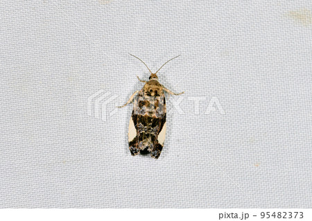 シロモンヒメハマキ（北海道・層雲峡） 95482373