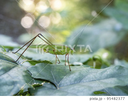 林の葉の上にいるメスのアシグロツユムシ 林の葉の上にいるメスのアシグロツユムシ 95482377