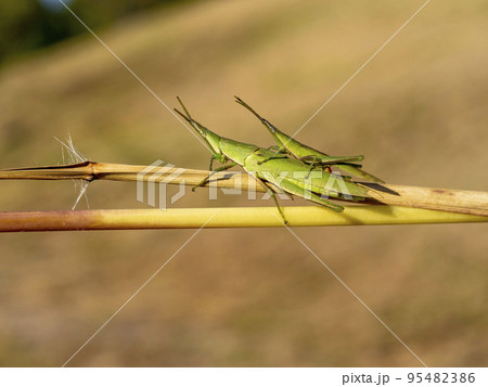 枯れ草の上にいる連結したオンブバッタ 95482386
