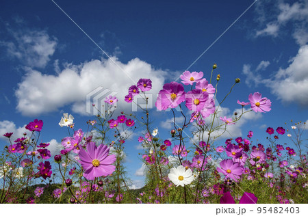 青空を背景に咲くコスモス 95482403